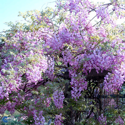 Bilde av Wisteria floribunda 'Honbeni'-Spanne Plantesalg