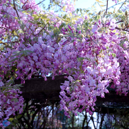 Bilde av Wisteria floribunda 'Honbeni'-Spanne Plantesalg