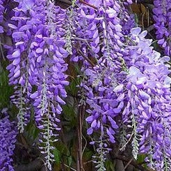 Bilde av Wisteria flor. 'Royal Purple'-Spanne Plantesalg