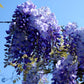 Bilde av WISTERIA SINENSIS PROLIFIC-Spanne Plantesalg