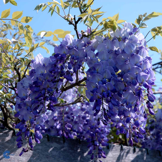 Bilde av Wisteria sinensis 'Prolific'-Spanne Plantesalg