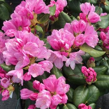 Bilde av Rhododendron Vater Bøhlje-Spanne Plantesalg