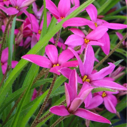 Bilde av Rhodoxis 'Hebron Farm Cerise'-Spanne Plantesalg