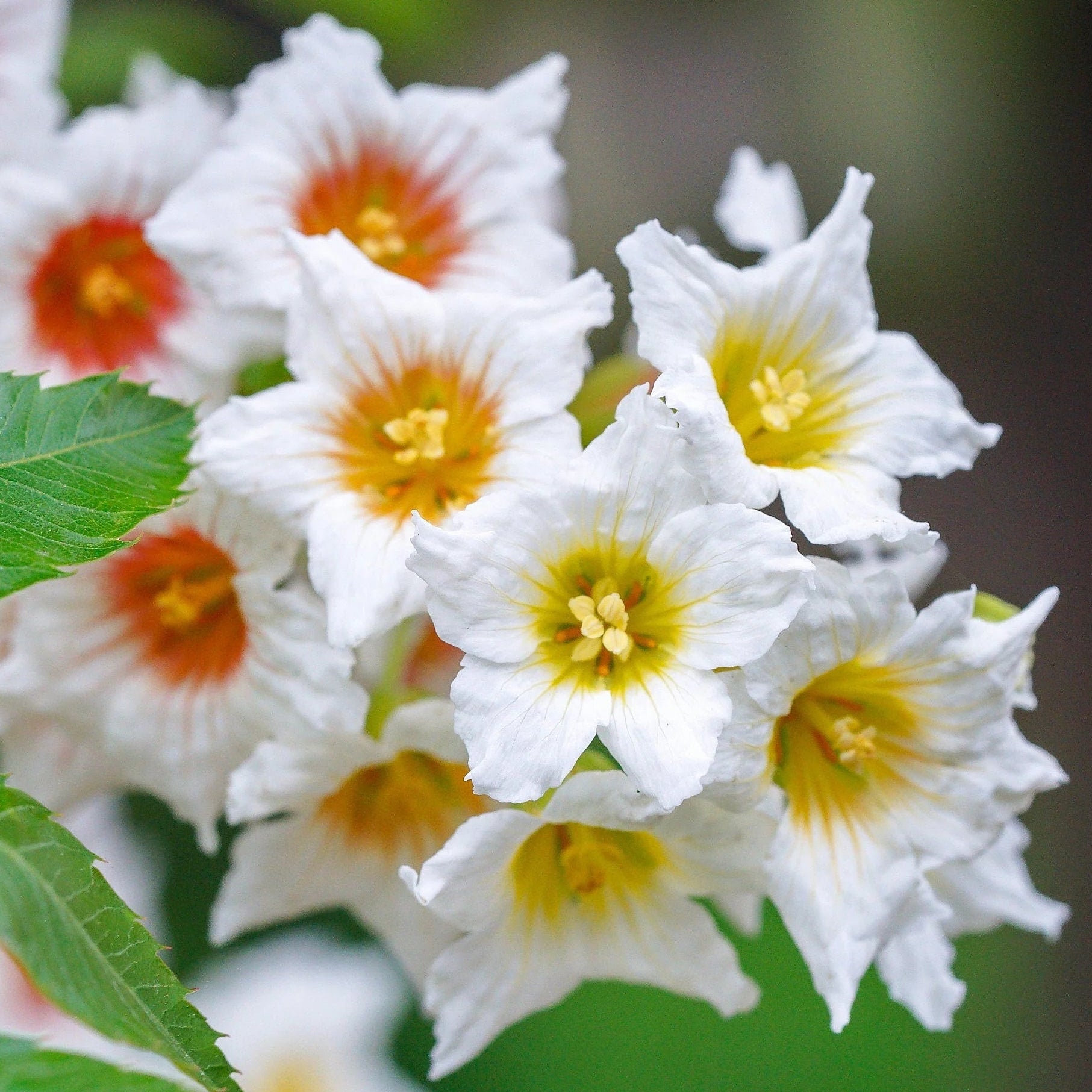 Bilde av Xanthoceras sorbifolium-Spanne Plantesalg