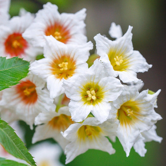 Bilde av Xanthoceras sorbifolium-Spanne Plantesalg