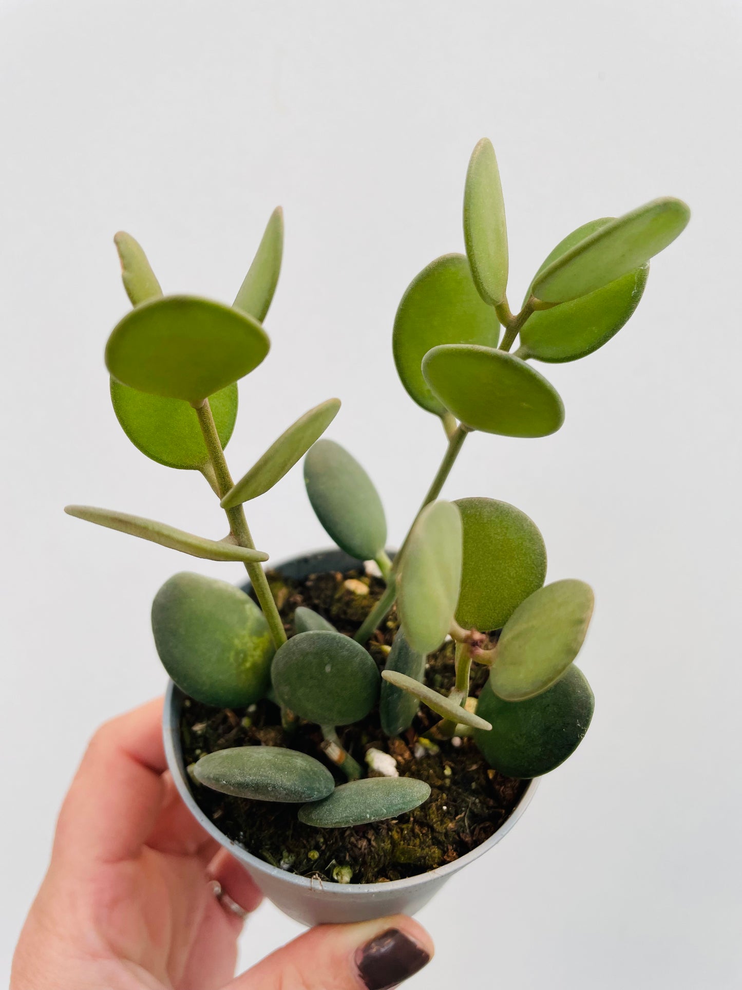 Bilde av Xerosicyos danguyi-Spanne Plantesalg