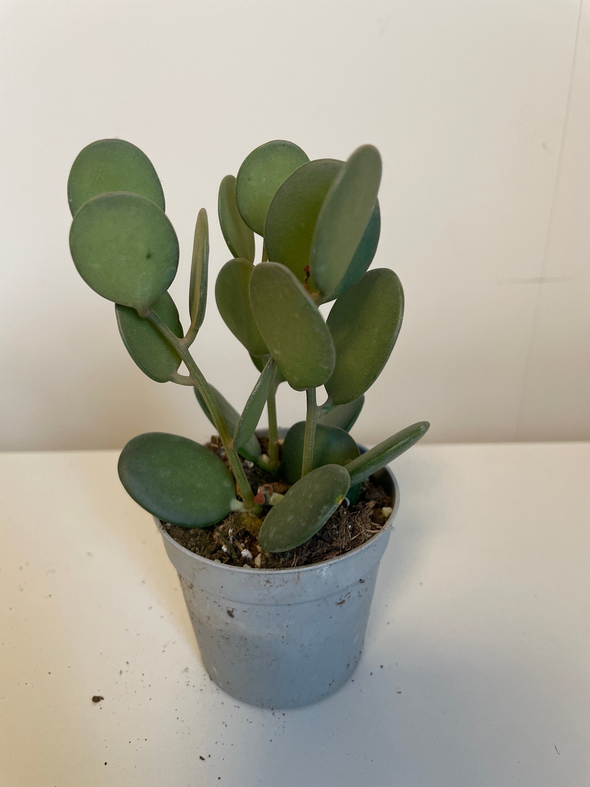 Bilde av Xerosicyos Danguyi-Spanne Plantesalg