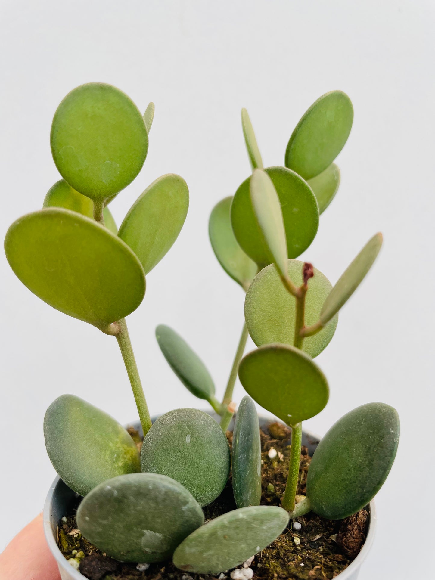 Bilde av Xerosicyos danguyi-Spanne Plantesalg