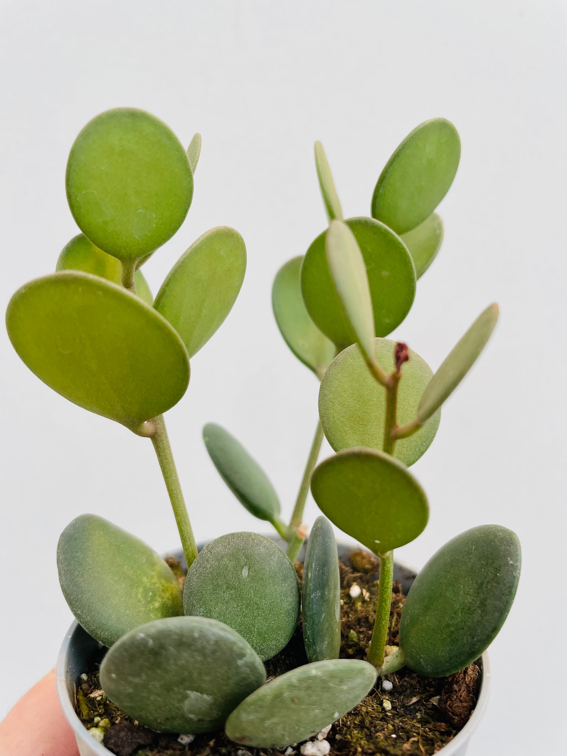 Bilde av Xerosicyos danguyi-Spanne Plantesalg