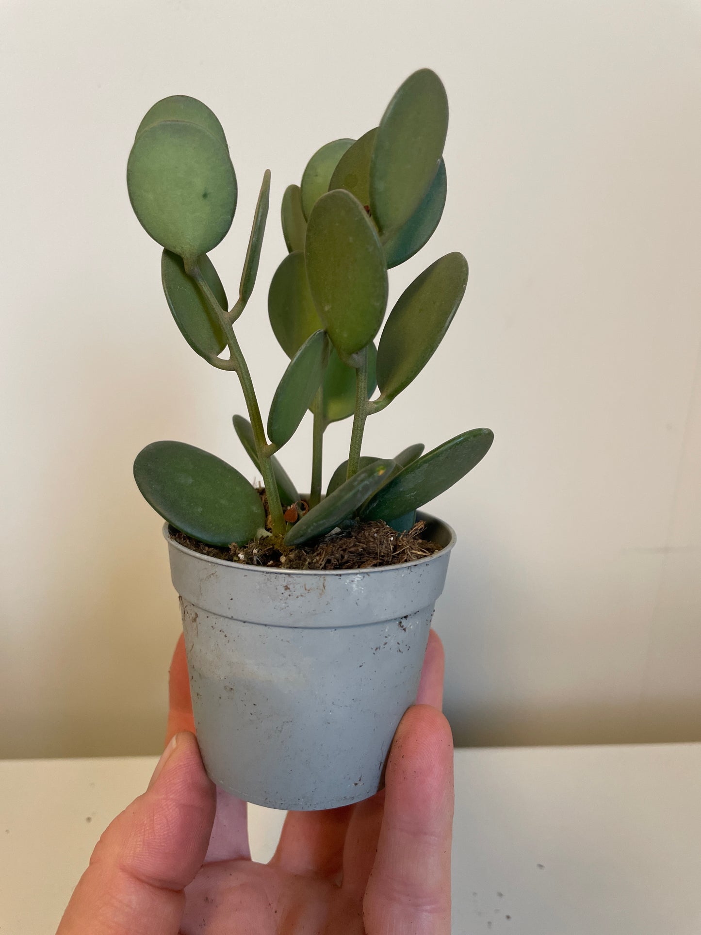 Bilde av Xerosicyos Danguyi-Spanne Plantesalg
