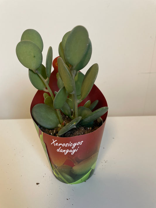 Bilde av Xerosicyos Danguyi-Spanne Plantesalg