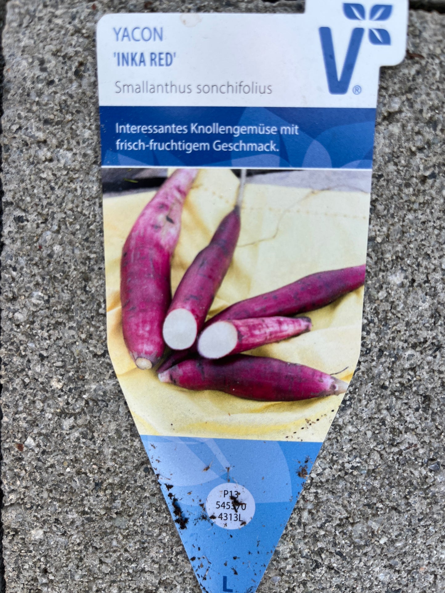 Bilde av YACON Smallanthus sonchifolous Inka Red Yacon-Spanne Plantesalg