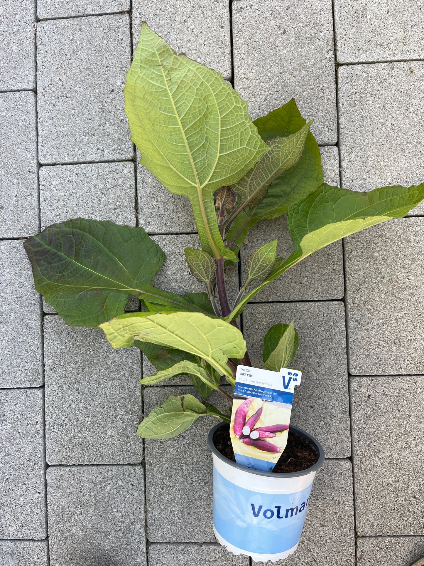 Bilde av YACON Smallanthus sonchifolous Inka Red Yacon-Spanne Plantesalg