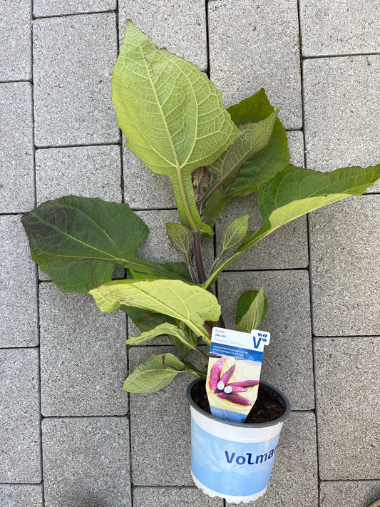 Bilde av YACON Smallanthus sonchifolous Inka Red Yacon-Spanne Plantesalg