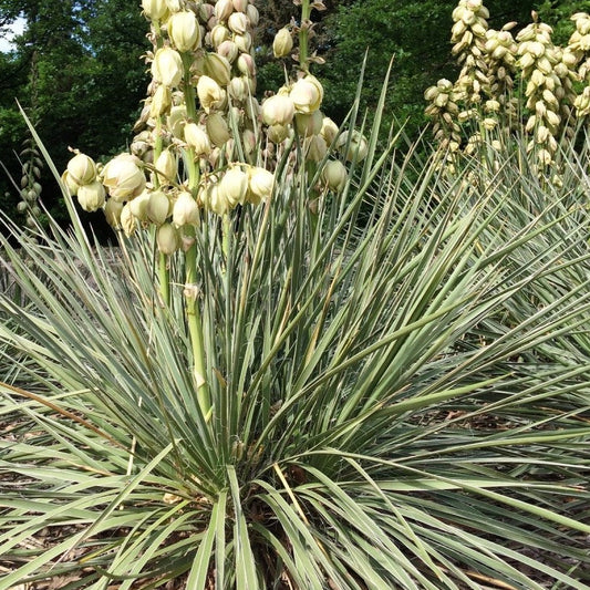 Bilde av Yucca glauca-Spanne Plantesalg