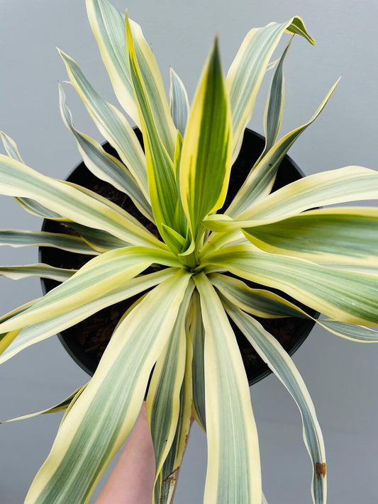 Bilde av Yucca gloriosa ‘Citrus Twist’ 25 cm potte-Spanne Plantesalg