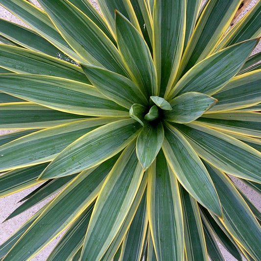 Bilde av Yucca gloriosa 'Variegata'-Spanne Plantesalg