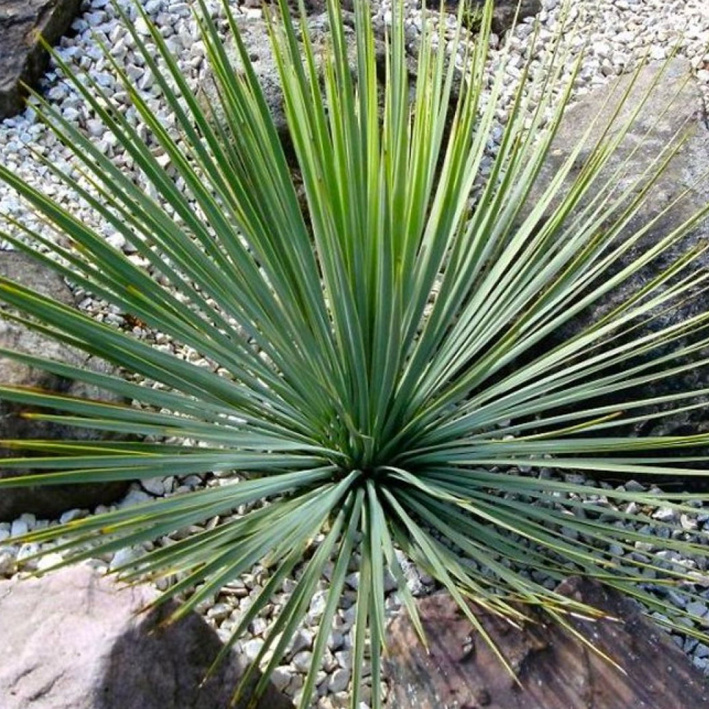 Bilde av Yucca rostrata-Spanne Plantesalg