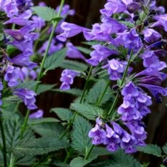 Bilde av Nepeta 'Blue Dragon'-Spanne Plantesalg