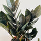 Bilde av Zamioculcas zamiifolia ‘Raven’-Spanne Plantesalg