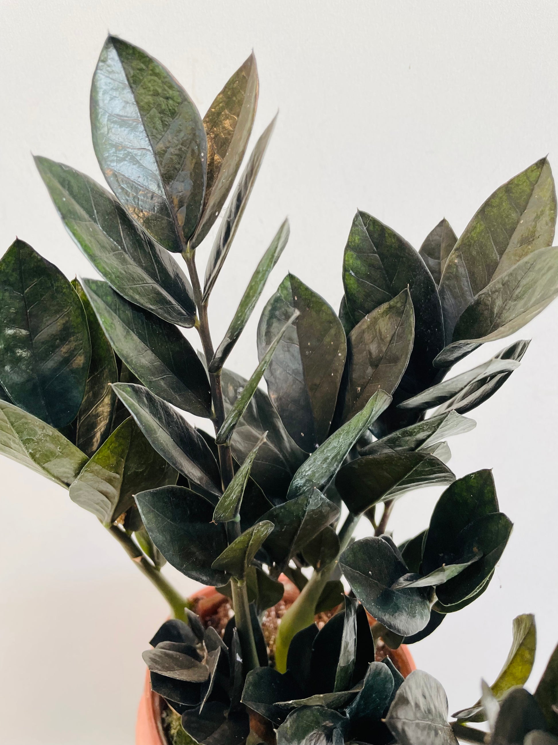 Bilde av Zamioculcas zamiifolia ‘Raven’-Spanne Plantesalg