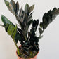 Bilde av Zamioculcas zamiifolia ‘Raven’-Spanne Plantesalg