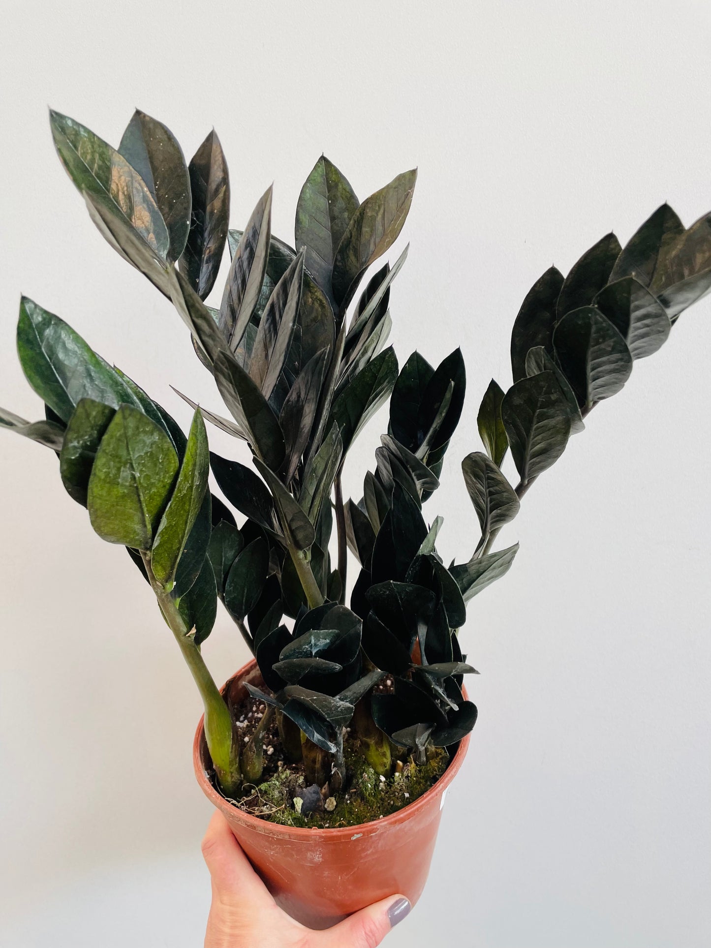 Bilde av Zamioculcas zamiifolia ‘Raven’-Spanne Plantesalg
