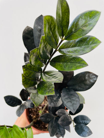 Zamioculcas zamiifolia ‘Raven’