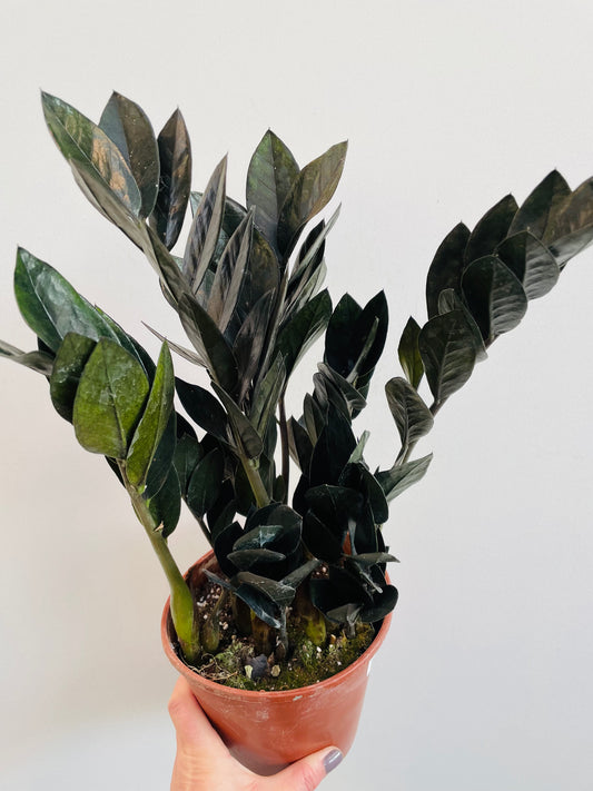 Bilde av Zamioculcas zamiifolia ‘Raven’-Spanne Plantesalg