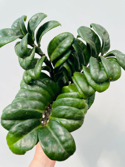 Zamioculcas zamiifolia ‘Zenzi’