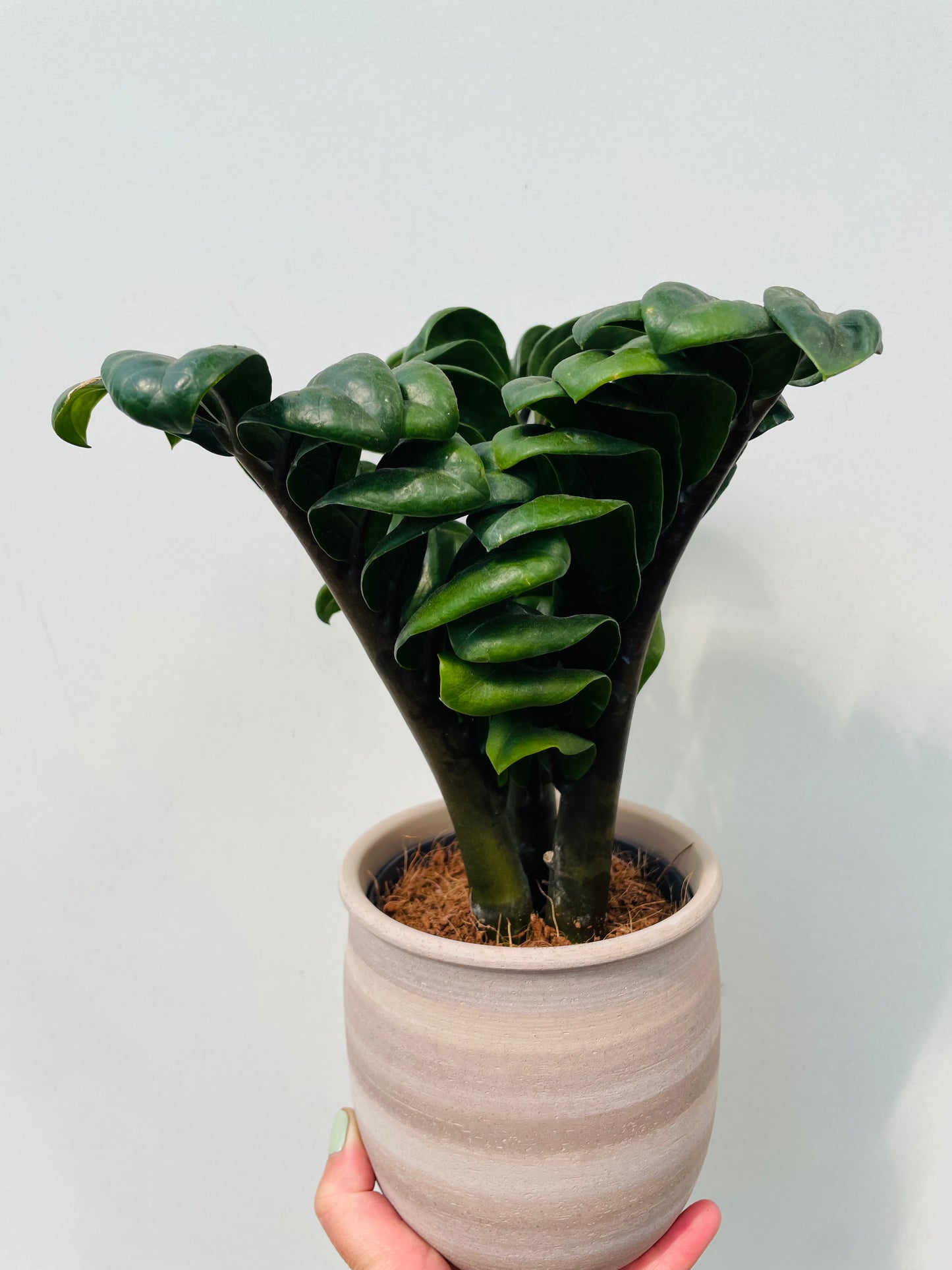 Zamioculcas zamiifolia ‘Zenzi’