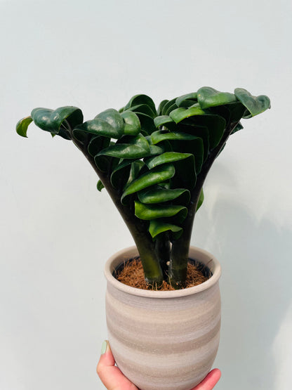 Zamioculcas zamiifolia ‘Zenzi’