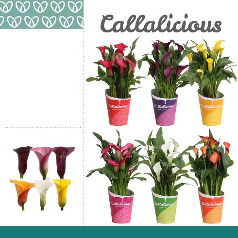 Bilde av Zantedeschia-Spanne Plantesalg