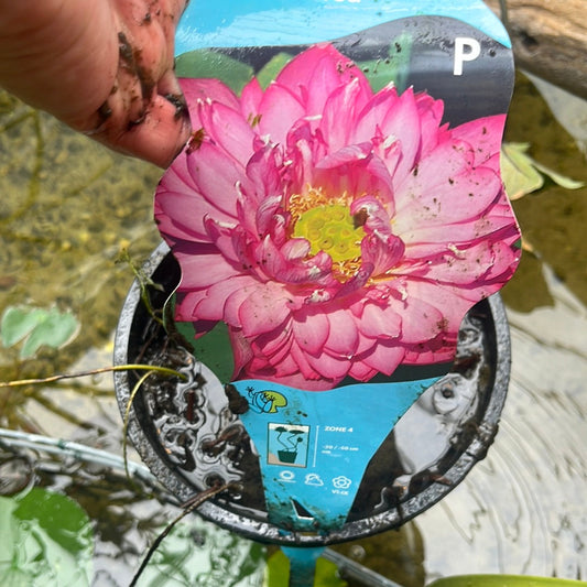 Bilde av ZANTEDESCHIA AETHIOPICA Pink 18*18-Spanne Plantesalg