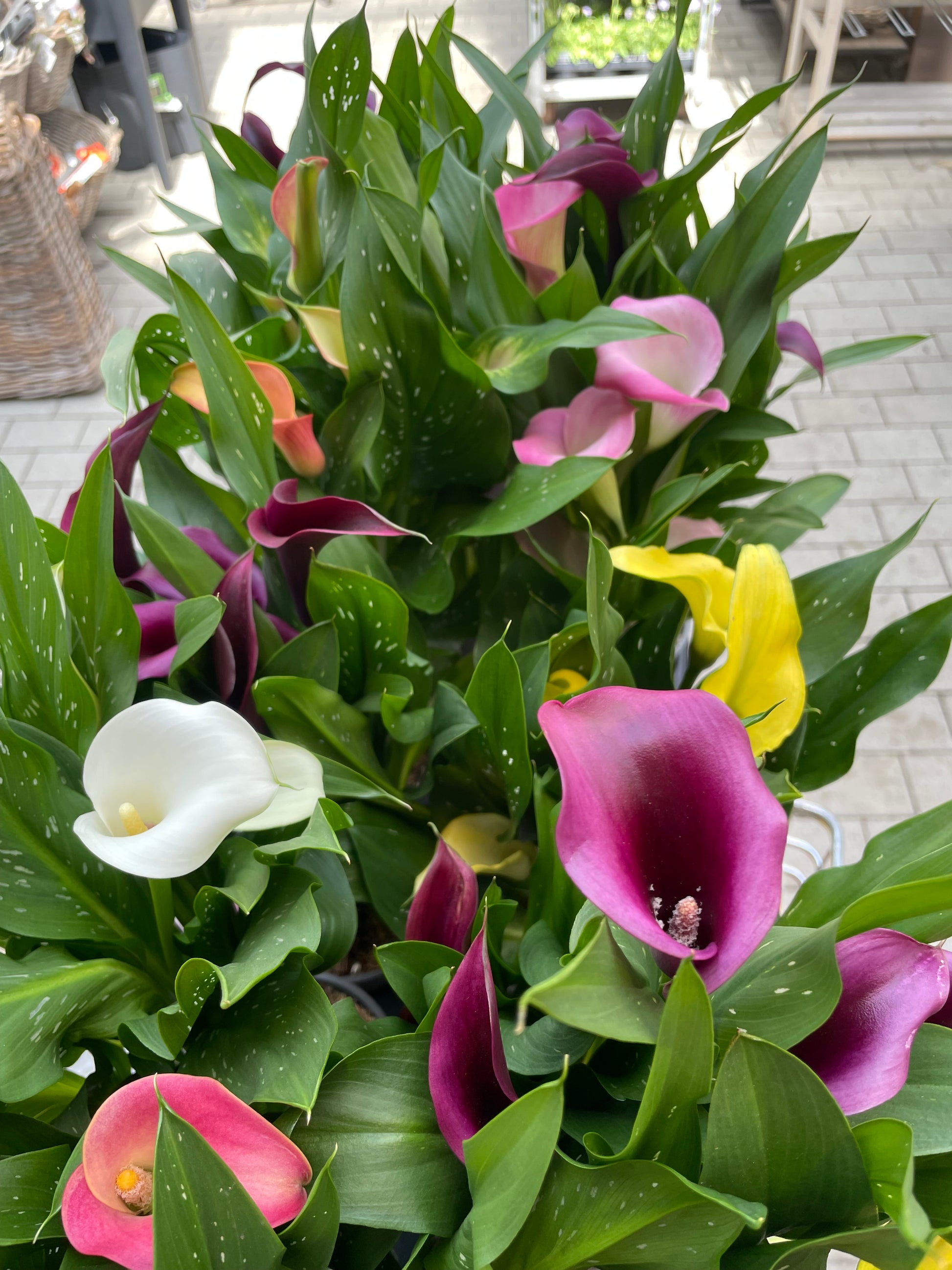 Bilde av Zantedeschia-Spanne Plantesalg