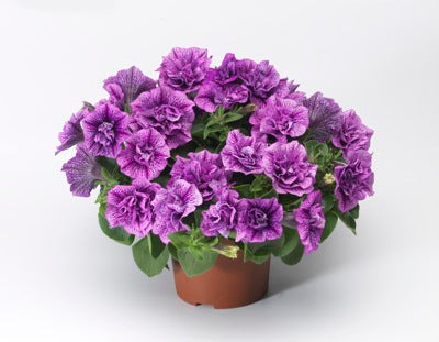 Bilde av Petunia Sanguana Double Violet Vein-Spanne Plantesalg