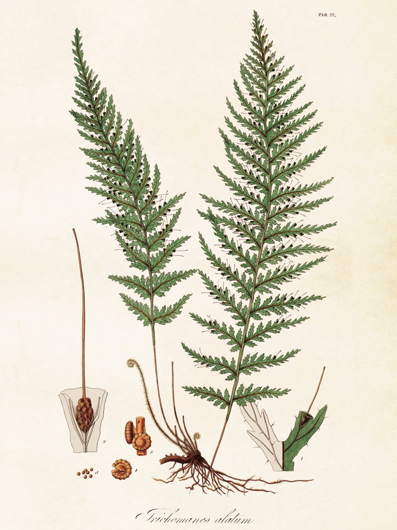 Bilde av Poster 50 x 70 cm-Spanne Plantesalg