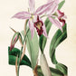 Bilde av Poster 50 x 70 cm-Spanne Plantesalg