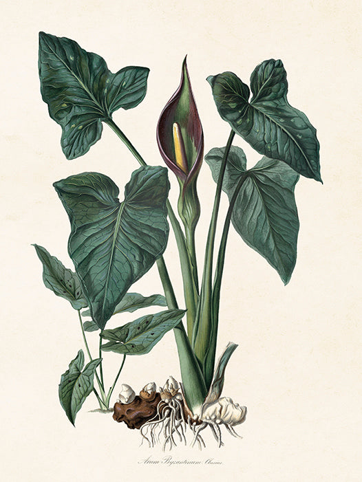 Bilde av Poster 18 x 24 cm-Spanne Plantesalg