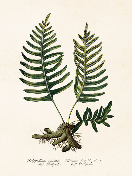 Bilde av Poster 18 x 24 cm-Spanne Plantesalg
