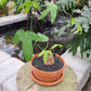 Bilde av Adenia viridiflora 15 cm terracotta potte-Spanne Plantesalg