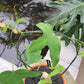 Bilde av Adenia viridiflora 15 cm terracotta potte-Spanne Plantesalg