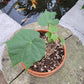 Bilde av Firmiana colorata 19 cm potte-Spanne Plantesalg