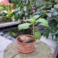 Bilde av Impatiens phengklaii Green form 14 cm potte-Spanne Plantesalg
