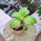 Bilde av Impatiens phengklaii Green form 14 cm potte-Spanne Plantesalg
