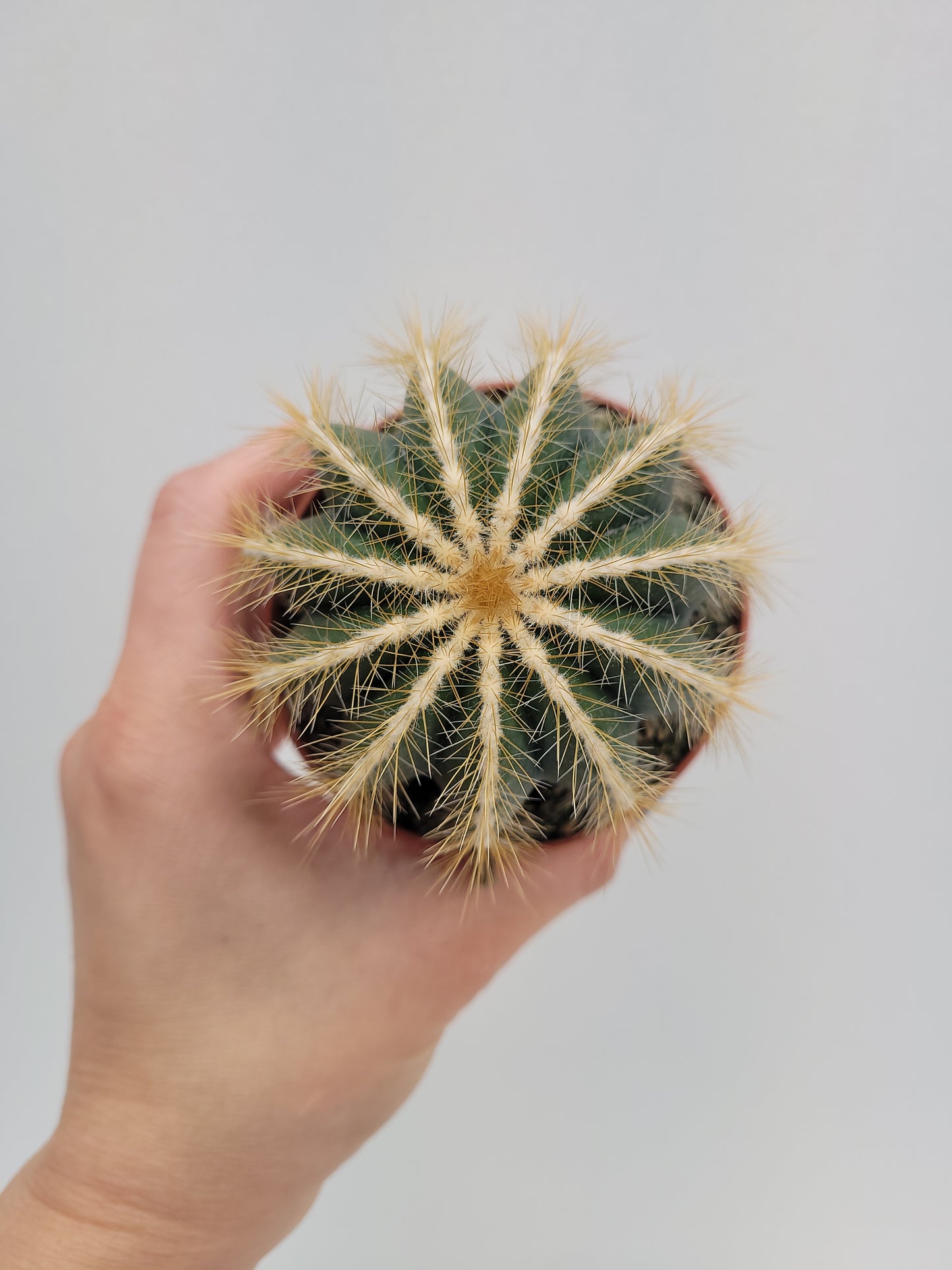 Notocactus warasii  8 cm pote
