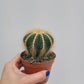 Notocactus warasii  8 cm pote