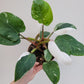 Bilde av Philodendron erubescens 'White Princess' 17 cm potte-Spanne Plantesalg