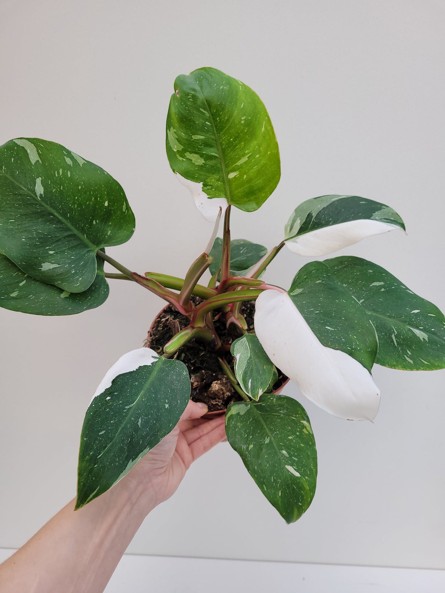 Philodendron erubescens 'White Princess'  17 cm potte