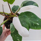Philodendron erubescens 'White Princess'  17 cm potte